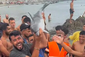 Suspected attack to dolphin in Ceuta where migrants are staying