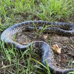 Anaconda on the Danube: giant constrictor snake discovered in Bavaria