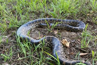 Anaconda on the Danube: giant constrictor snake discovered in Bavaria