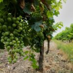 Collateral damage: Cognac pays the price for Europe’s trade wars