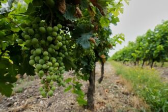 Collateral damage: Cognac pays the price for Europe’s trade wars