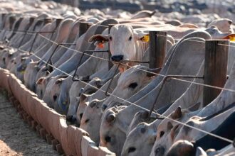 EU suspension of Brazilian meat comes into force, despite negociations