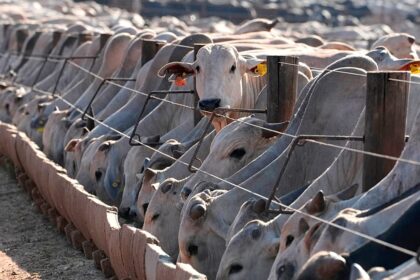 EU suspension of Brazilian meat comes into force, despite negociations