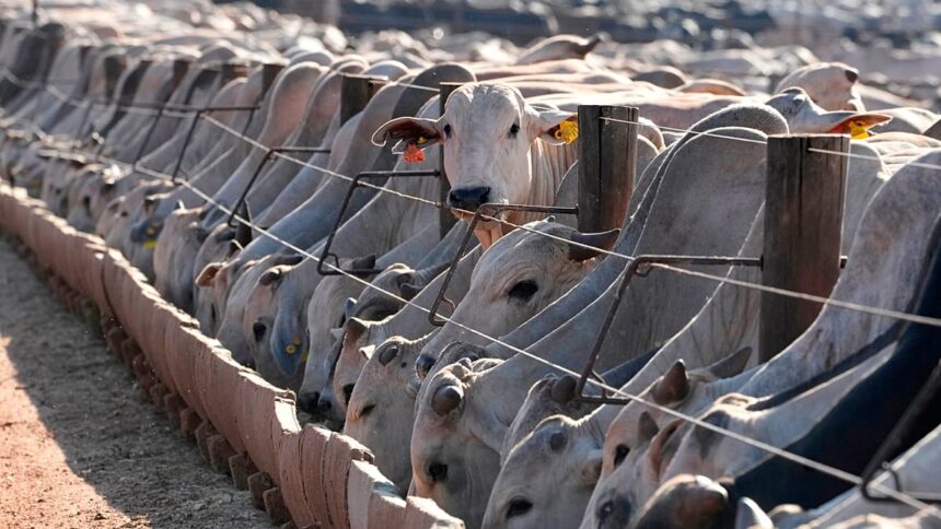 EU suspension of Brazilian meat comes into force, despite negociations
