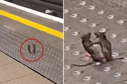 Fist-fighting mice crack up commuters in London Underground: viral video