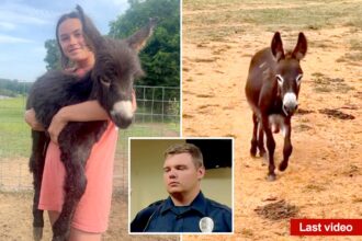 Georgia cop reveals why he killed baby donkey HeeHaw as owner shares heartbreaking video of beloved animal’s final days