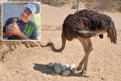 Mysterious ostrich massacre sweeps Mojave Desert as politician’s flock targeted