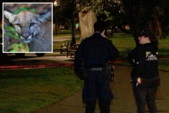 Mountain lion lurks in a tree on busy residential street in San Francisco — as animal control scrambles