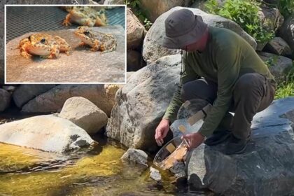 LA Zoo unleashes hundreds of rare frogs into the wild — to rescue SoCal streams