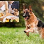 Americans reveal the places they’re sick of seeing pets: survey