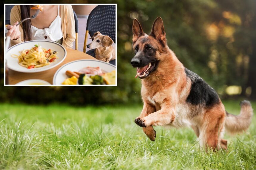Americans reveal the places they’re sick of seeing pets: survey