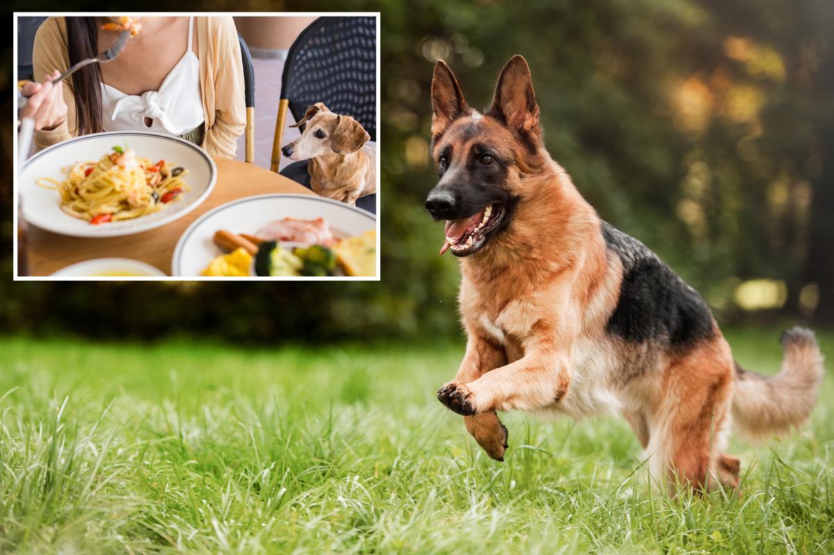 Americans reveal the places they’re sick of seeing pets: survey