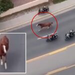 Runaway horse triggers mass police response as motorcycle cops scramble to get it under control