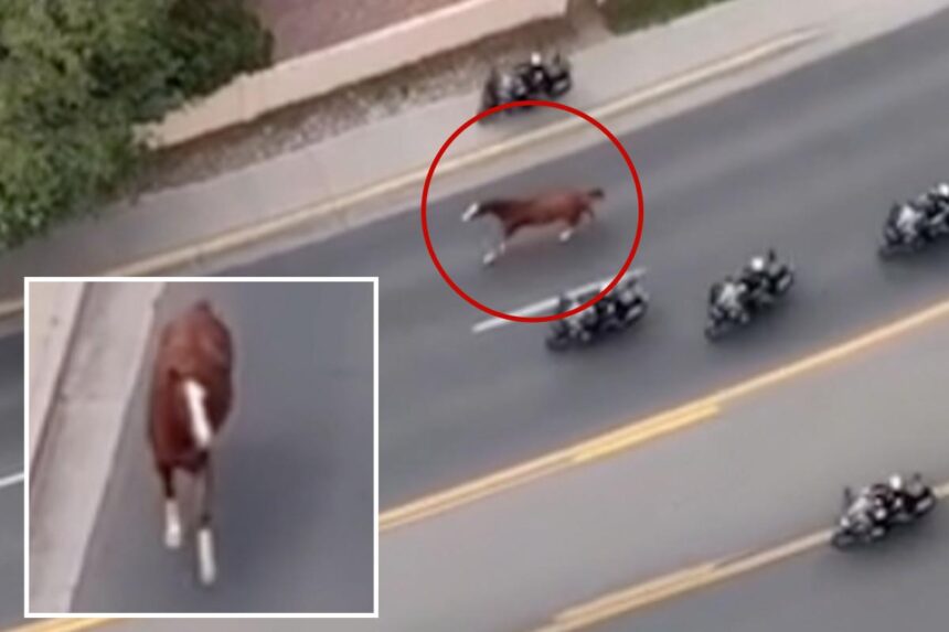 Runaway horse triggers mass police response as motorcycle cops scramble to get it under control