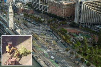 San Francisco residents fume as iconic trees are axed in M park revamp