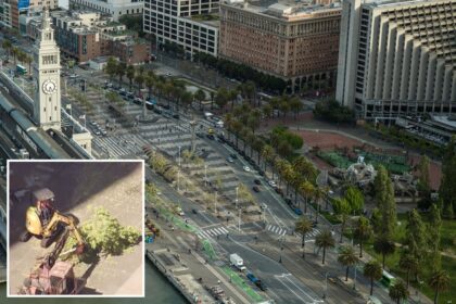 San Francisco residents fume as iconic trees are axed in M park revamp