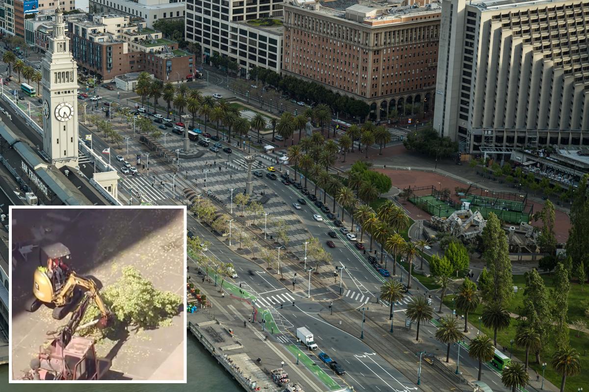 San Francisco residents fume as iconic trees are axed in M park revamp