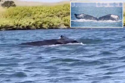 Massive humpback whale makes rare appearance in California river