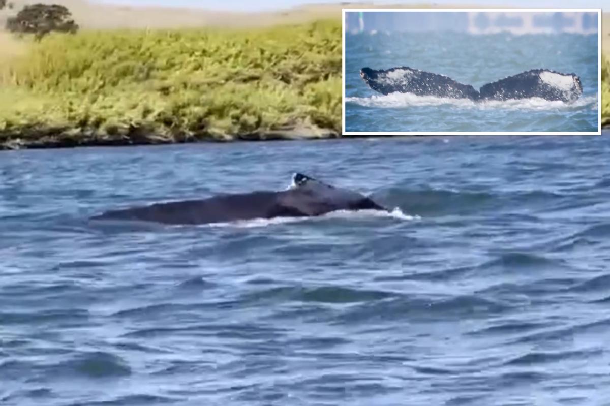 Massive humpback whale makes rare appearance in California river