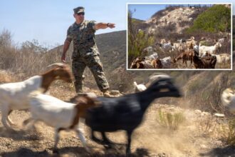 California Marines deploy goats in first of its kind wildfire program
