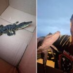 Exclusive | Crocodile found on Long Island nature preserve walking trail, K offered for arrest in illegal dumping