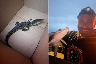 Exclusive | Crocodile found on Long Island nature preserve walking trail, K offered for arrest in illegal dumping
