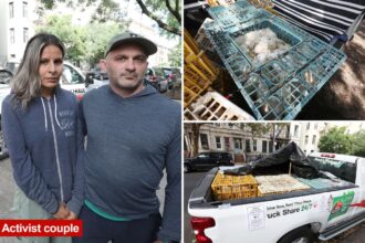 Hundreds of dead chickens found abandoned in NYC trucks