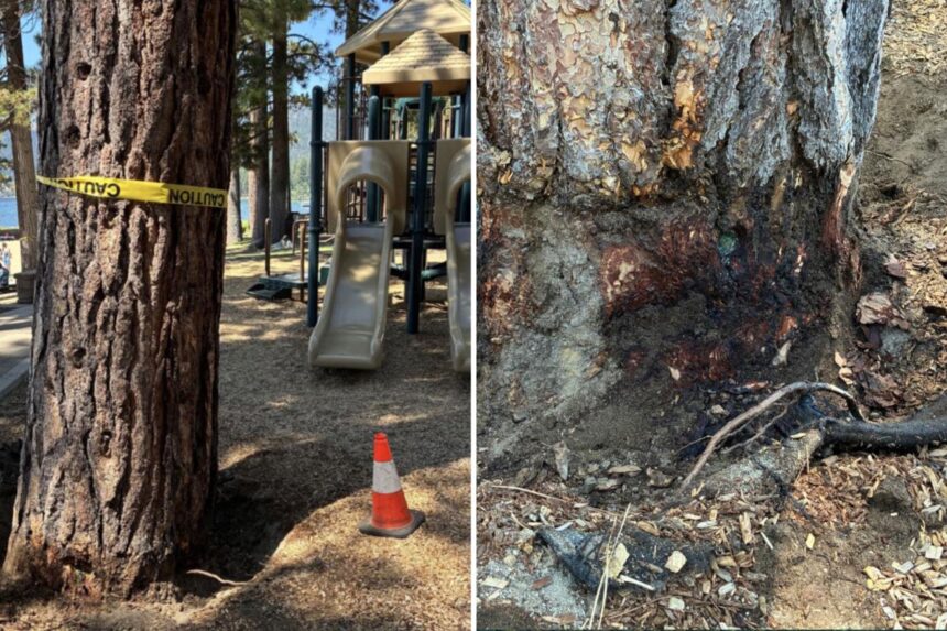 Billionaire’s playground offers 7K to unmask mystery poisoning suspect