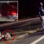 Maryland DoorDash customer picks up order from driver at crash scene: ‘I think that’s my food right there’