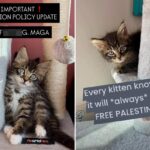NYC kitten rescue defends ‘NO F–KING MAGA’ adoption policy as PETA calls for it to be abolished