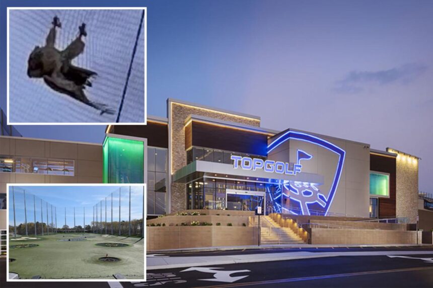 Exclusive | Towering Topgolf nets are killing birds, animal activists allege in scathing lawsuit