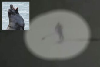 Moment aggressive sea lion knocks paddle boarder into the ocean and tears at her hair off California