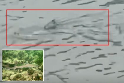 Shark seen swimming through flooded NJ streets as violent nor’easter batters coast