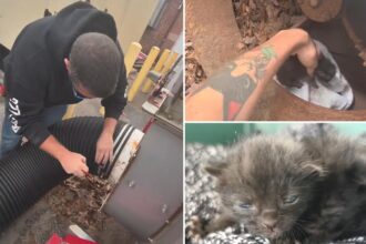 Workers free kittens from shredder that could have ‘obliterated’ them in purr-fect rescue mission: video