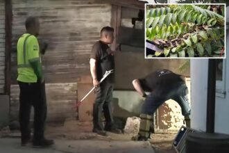 Bizarre hoax uncovered after SoCal cops went hunting for deadly viper