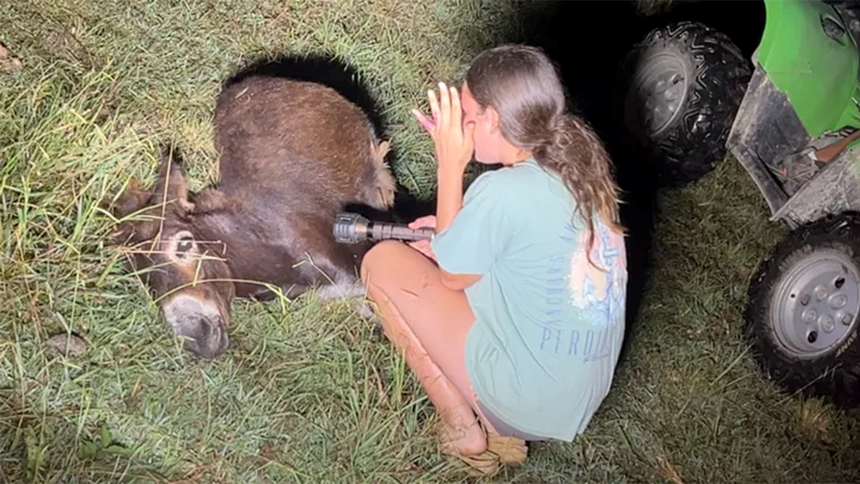 Georgia cop kills beloved pet donkey in his own pasture as heartbroken owner demands justice: ‘We miss him’