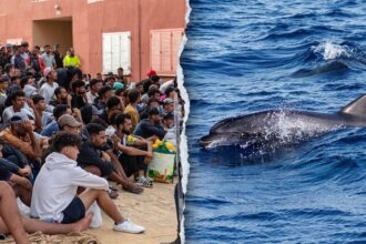 Migrants spark outrage after video shows baby dolphin beaten during beach celebration