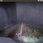 Texas deputy screams and runs after ‘dead’ deer springs to feet in viral encounter