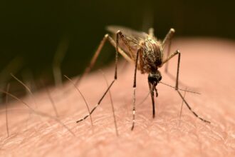 Third person dies after mosquito is reportedly trapped on plane to Germany in ‘airport malaria’ phenomenon