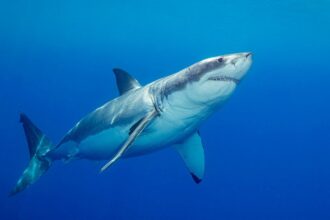 ‘Devoted’ father and grandfather-to-be swimming at popular beach killed in suspected fatal shark attack