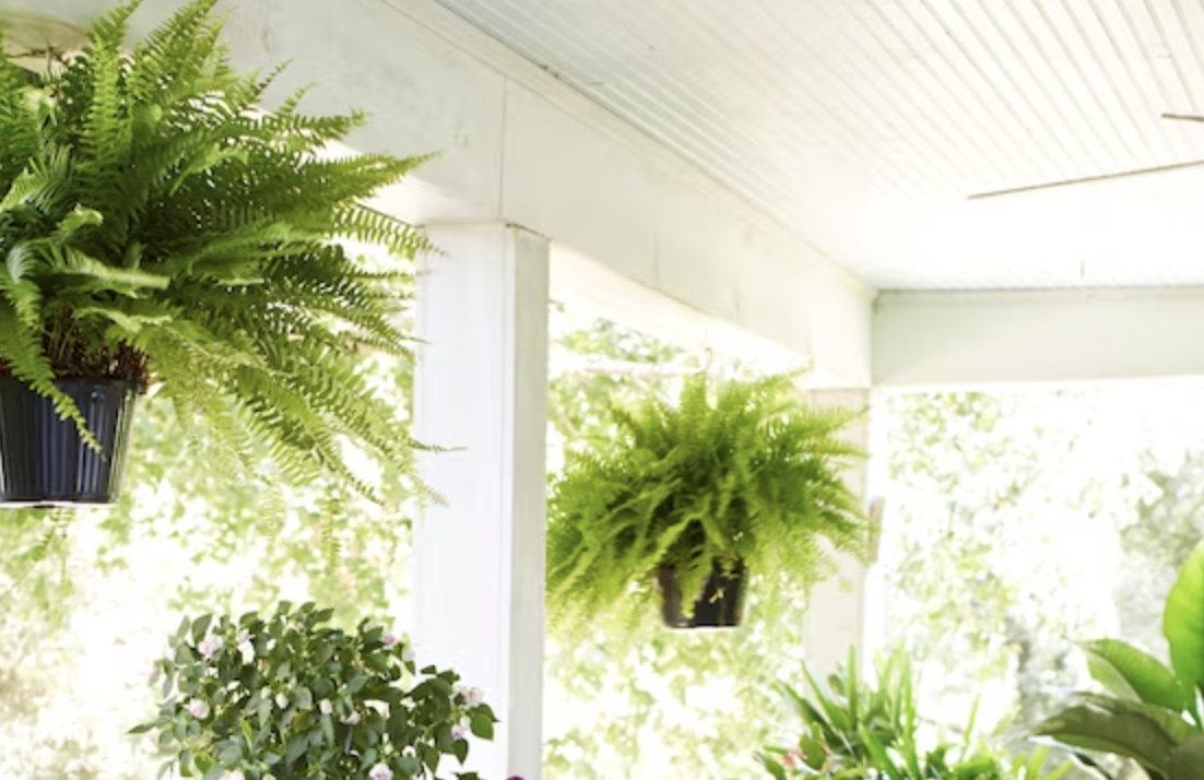 ferns hanging from porch