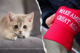 NYC kitten rescue defends ‘NO F—ING MAGA’ adoption policy as PETA calls for it to be abolished
