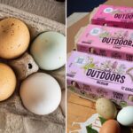 California farm issues urgent egg recall over salmonella fears
