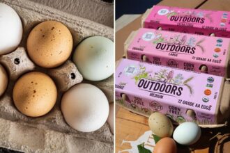 California farm issues urgent egg recall over salmonella fears