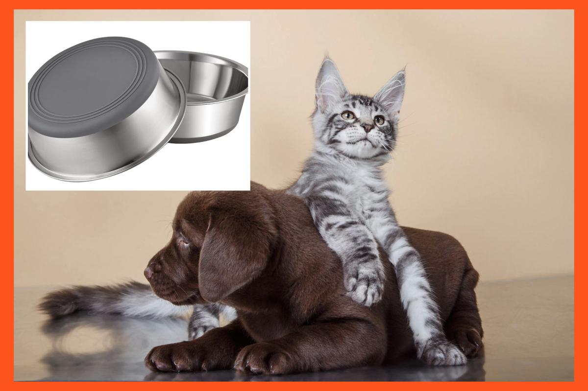 New dog, new tricks: 27 pet essentials for new dog and cat owners