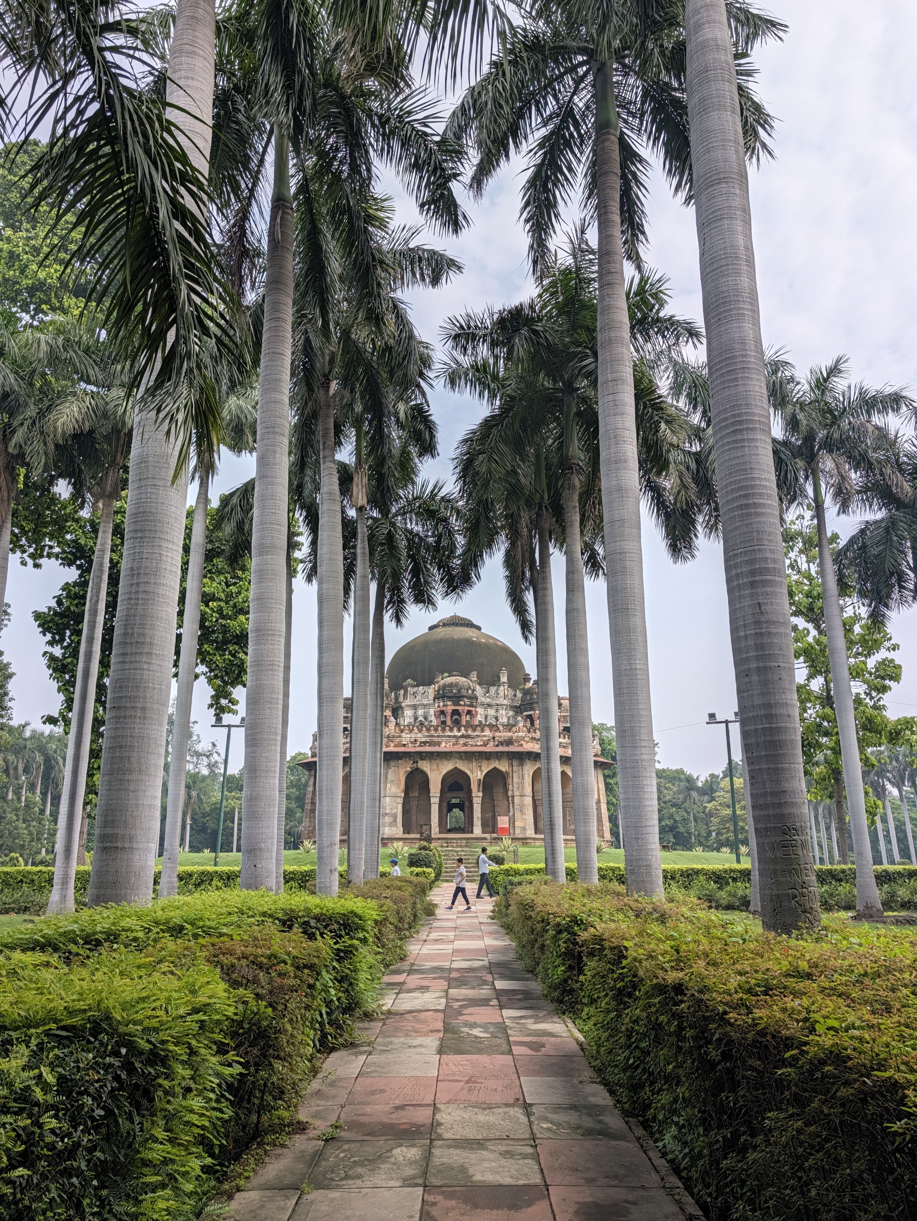 Palm trees and path
