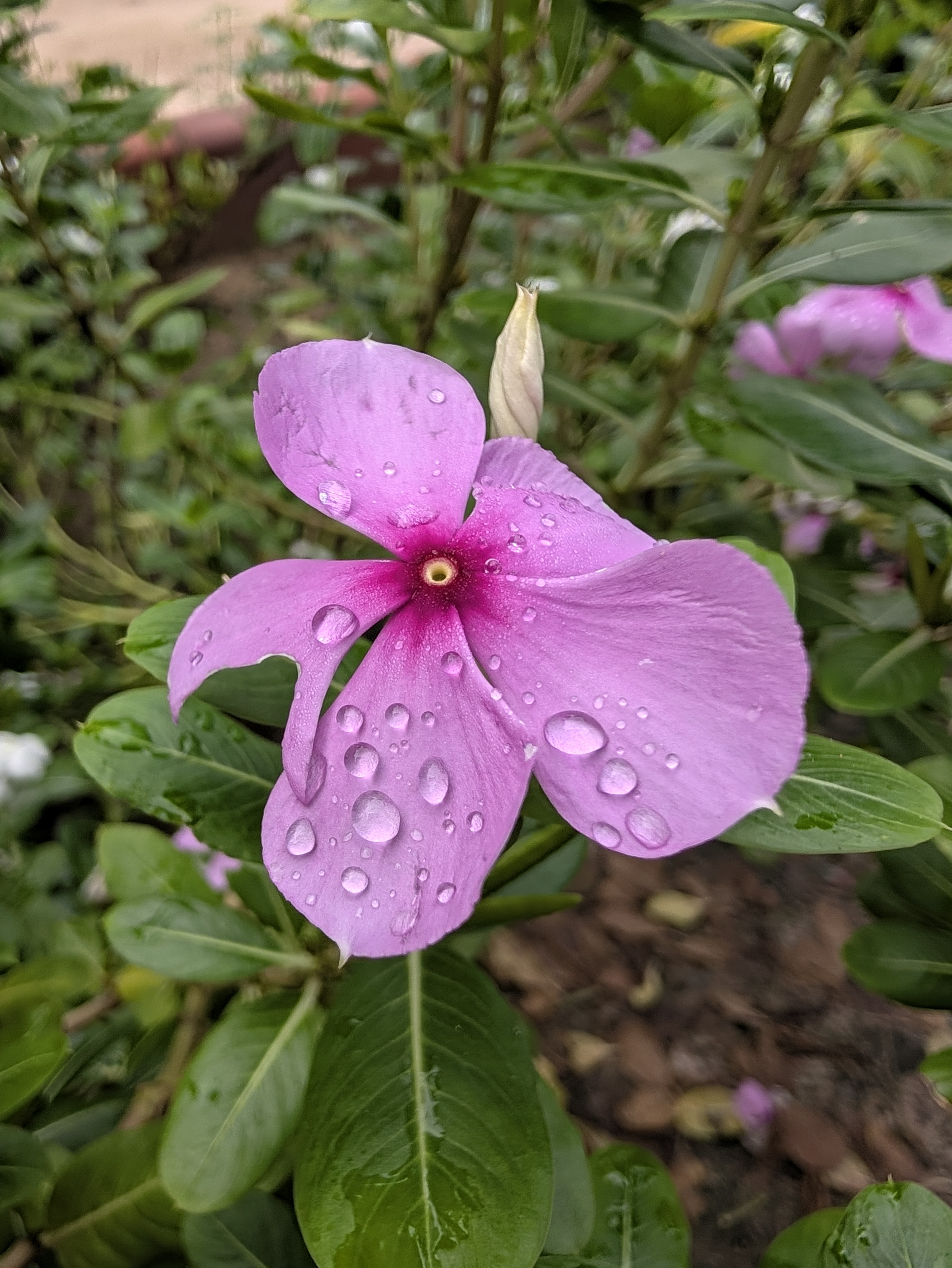 Flower with water droplets