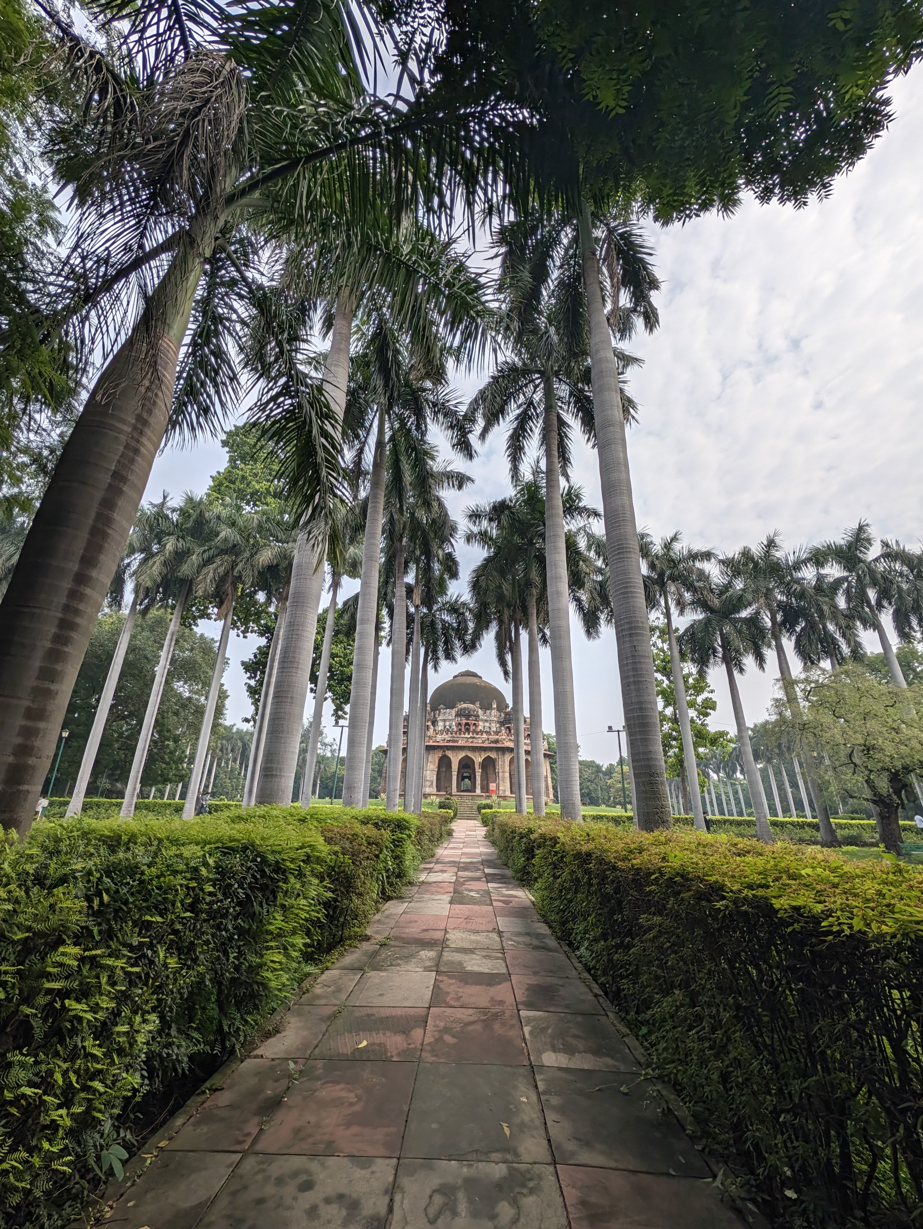 Palm trees and path