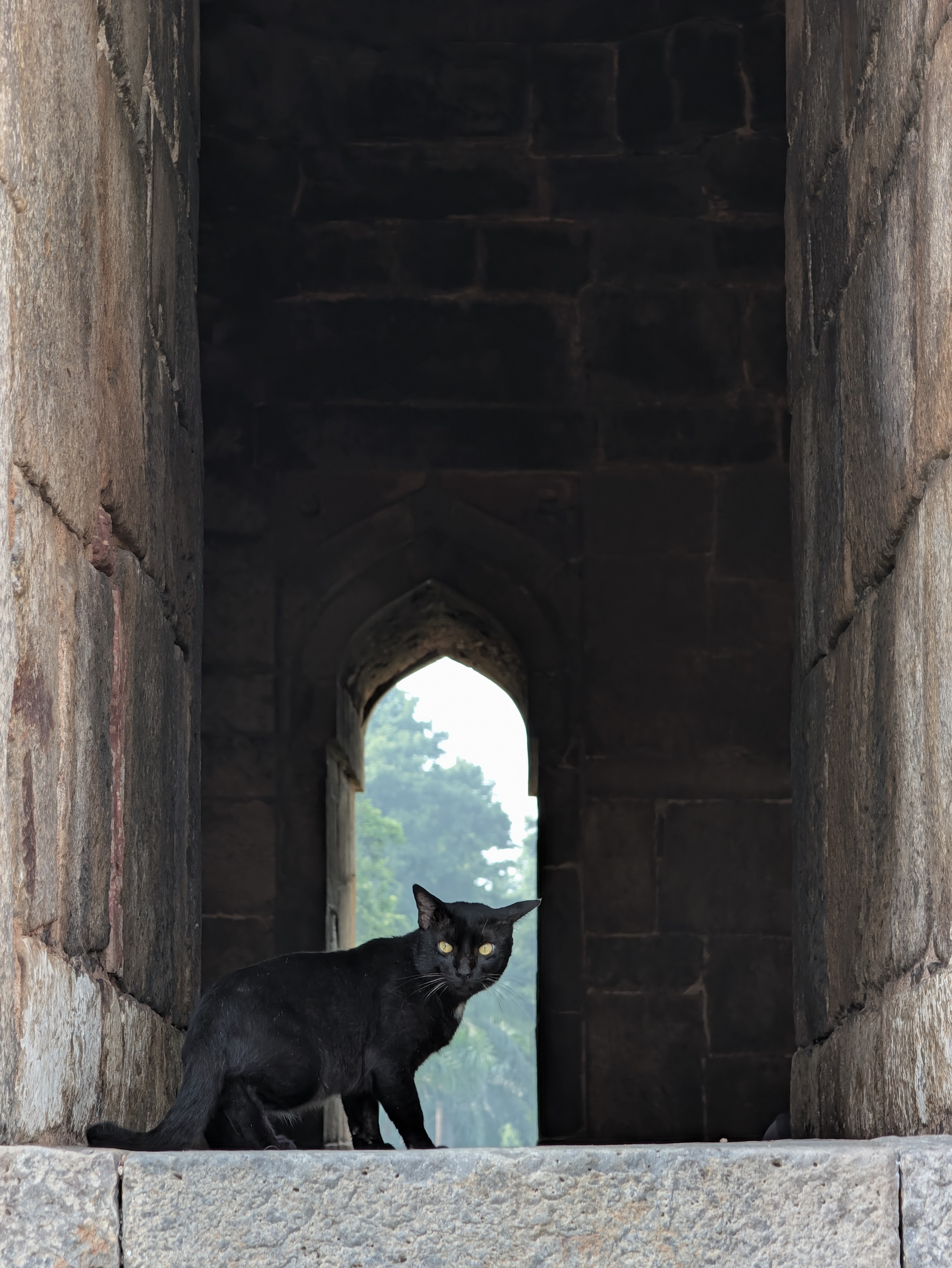 Cat in a building