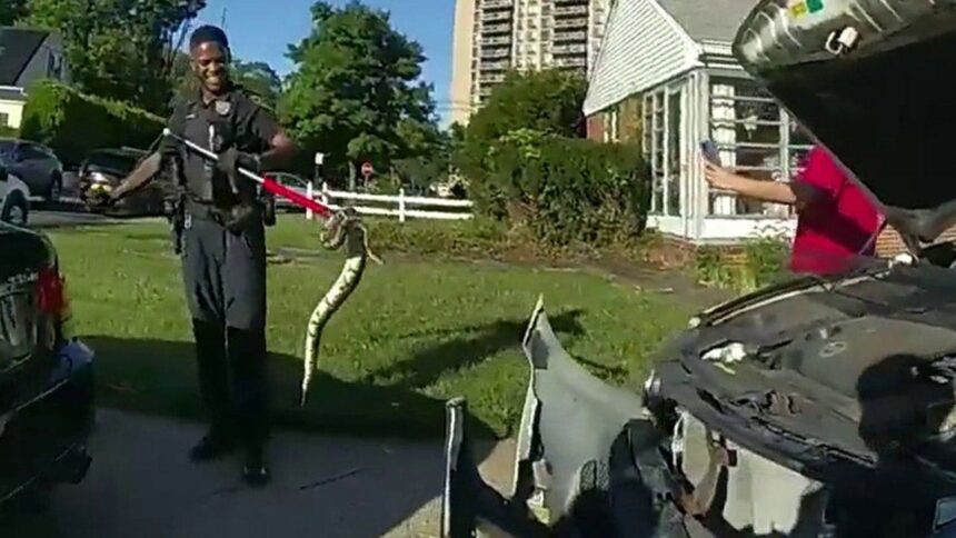 New Jersey police pull out 3-foot python from woman’s car grille, bodycam video shows